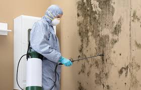 Best Commercial Mold Inspection  in Amboy, IL